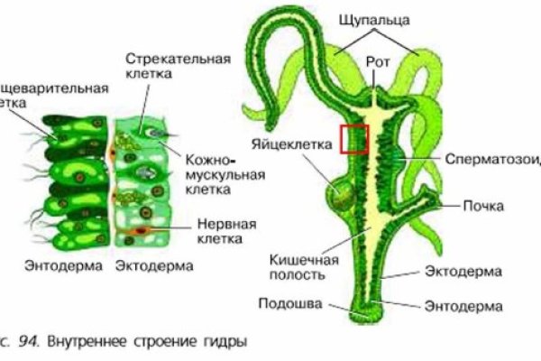 Ссылки тор браузер