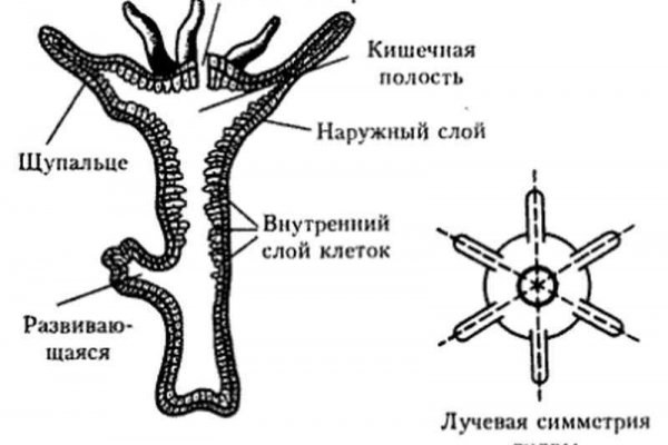 Кракен пх