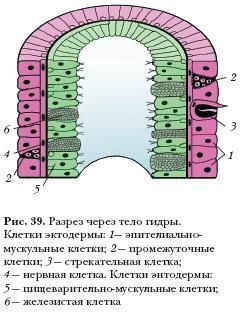 Кракен запрещенные вещества